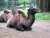 ZOO BRNO
